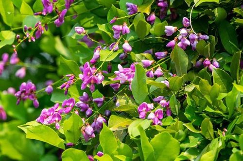 Mê đắm mùa hoa thàn mát tím trên bán đảo Sơn Trà
