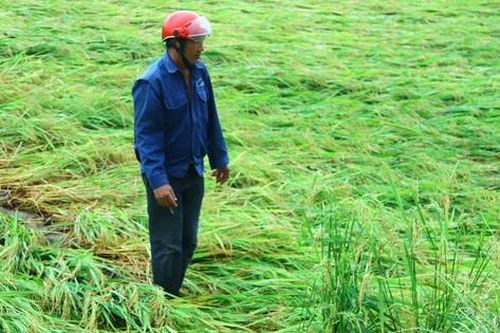 Những trận 'mưa vàng' phá nát hơn 2.000 ha lúa của Quảng Bình
