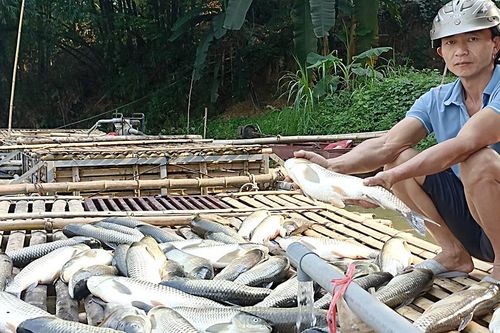 Kết quả xét nghiệm vụ cá chết trắng lồng trên sông Mã
