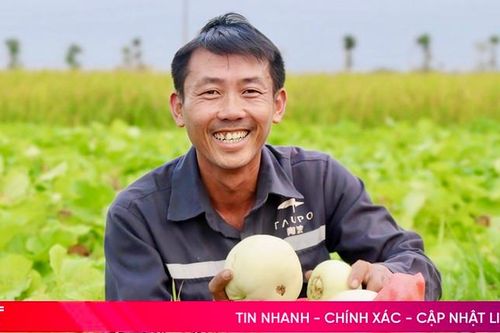 Mùa dưa bội thu của nông dân Thạch Hà