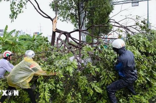 Thành phố Hồ Chí Minh: Xuất hiện mưa lớn khiến nhiều cây xanh gãy đổ