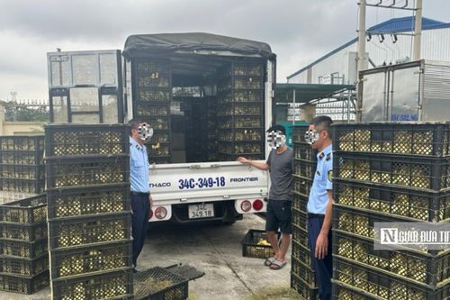Quảng Ninh: Phát hiện 15.100 con vịt giống không rõ nguồn gốc