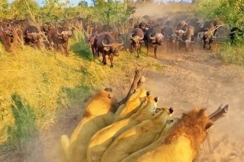 Clip: Tình mẹ bao la, trâu rừng nguyện hy sinh tính mạng để đổi lấy bình an cho đứa con trước vòng vây của đàn sư tử