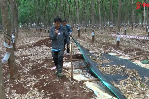 Huyện Thống Nhất huy động lực lượng tìm kiếm cháu bé 8 tuổi mất tích trên diện rộng
