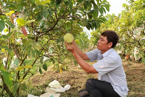 Nông dân xã Vĩnh Thới liên kết trồng na Hoàng Hậu có hiệu quả