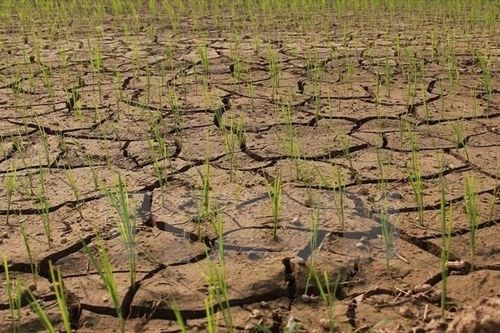 Hạn hán ở Tây Nguyên và Nam bộ có khả năng chấm dứt vào nửa cuối tháng 5