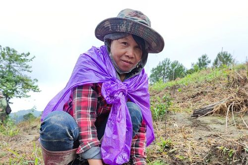 Điều chuyển hơn 57 tỷ đồng trồng rừng thay thế