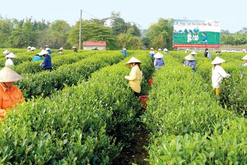 Liên kết hợp tác xã - nông dân: Cần nhiều hơn cái 'bắt tay'