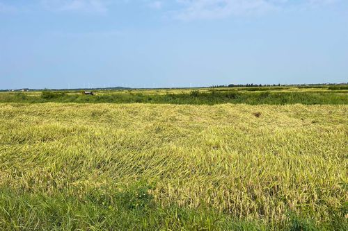 Quảng Bình: Hơn 2.000ha lúa ngã rạp sau mưa, người dân gấp rút thu hoạch