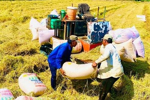 Vai trò của thương lái trong liên kết bền vững chuỗi giá trị lúa gạo