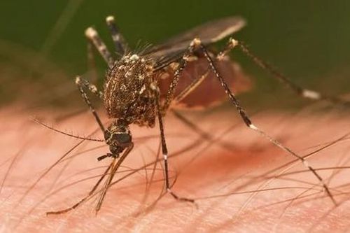 Phát hiện ca bệnh viêm não ngựa miền đông do muỗi truyền tại Pasco nước Mỹ