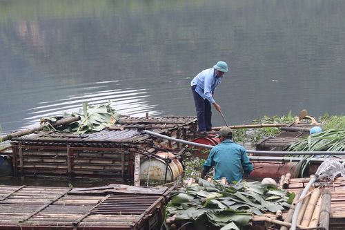 Cá nuôi lồng chết hàng loạt trên sông Mã