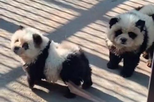 Cư dân mạng phản ứng vì vườn thú dùng 'chó gấu trúc' câu khách