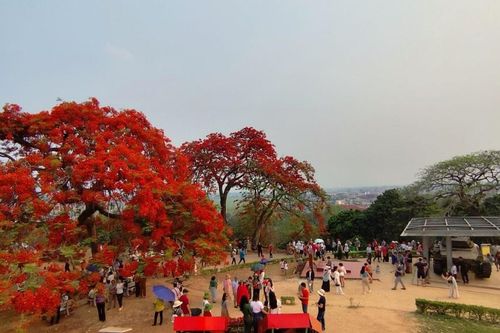 Sắc đỏ Đồi A1