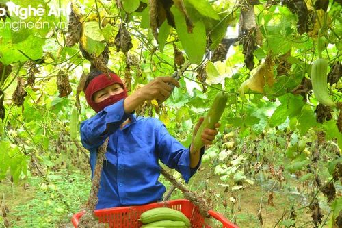 Mướp hương Nghệ An 'cháy hàng' mùa nắng