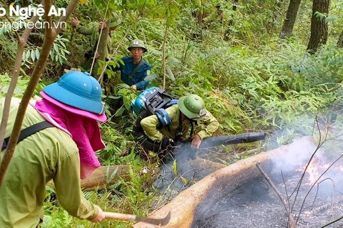 Phạt tù cao nhất bao nhiêu năm đối với tội hủy hoại rừng?