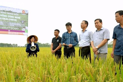 Trồng lúa theo hướng hữu cơ mang lại hiệu quả kinh tế cao ở 'quê lúa' Nghệ An