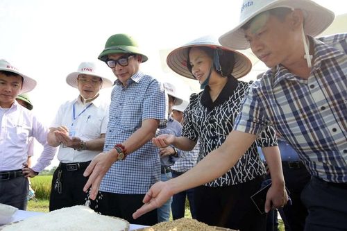 Giống lúa lai ba dòng SYN8: Thêm sự lựa chọn cho bà con nông dân