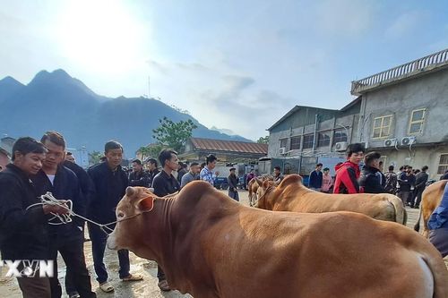 Lên cao nguyên đá Hà Giang khám phá nét văn hóa độc đáo của Chợ bò Mèo Vạc