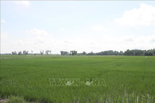 Không tuân thủ khuyến cáo, hàng nghìn ha lúa ở Bạc Liêu đang chờ mưa 'giải cứu'