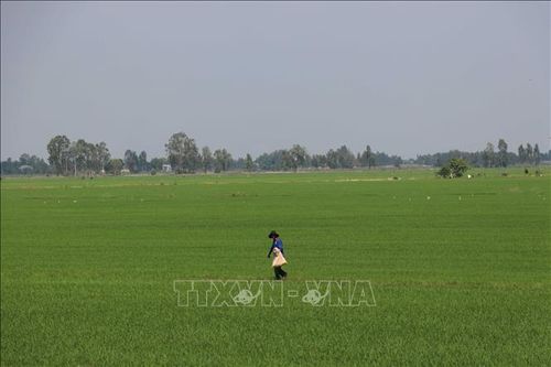 Lúa Hè Thu đầu vụ cho lợi nhuận đến 40 triệu đồng/ha
