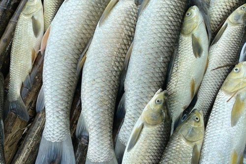 Vụ cá nuôi trên sông Mã chết bất thường: Đã có kết quả xét nghiệm
