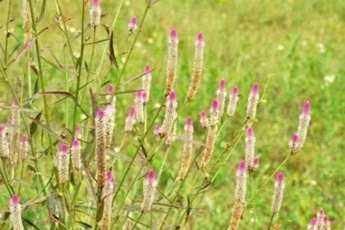 Cây dại có hoa giống một bộ phận của gà, lấy hạt đem bán kiếm cả trăm nghìn/kg