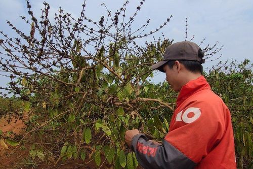 Đắk Lắk: Rệp sáp phát sinh, gây hại trên nhiều diện tích cà phê