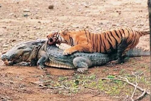 Clip: Trận chiến làm nên tên tuổi của 'huyền thoại' hổ bengal