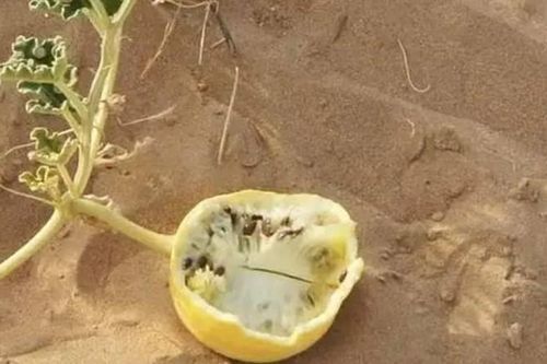 Sa mạc có một loại dưa hấu kỳ lạ nhưng không ai dám ăn, nguy hiểm đến mức phải để bảng cấm