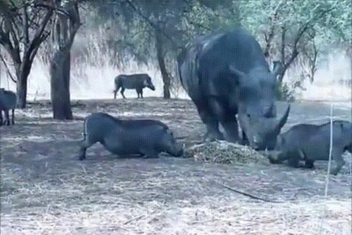 Clip: Lợn rừng 'bay giữa ngân hà' sau cú nựng yêu của tê giác