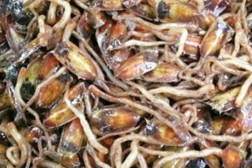 Đặc sản chỉ có tại Hải Phòng, xưa đầy không ai biết giờ được 'săn lùng', 150.000 đồng/kg