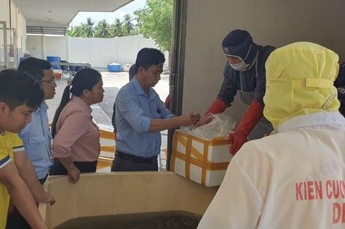 Trên 500kg tôm nguyên liệu chứa tạp chất bị phát hiện