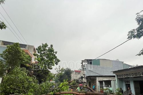 Thành phố Lào Cai: Dông lốc, mưa đá gây ngập úng, cây xanh gãy đổ ở một số tuyến phố
