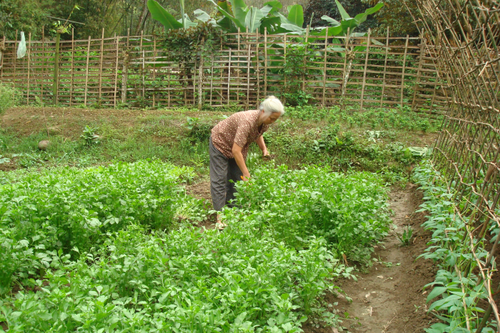 Mảnh vườn xưa của bà
