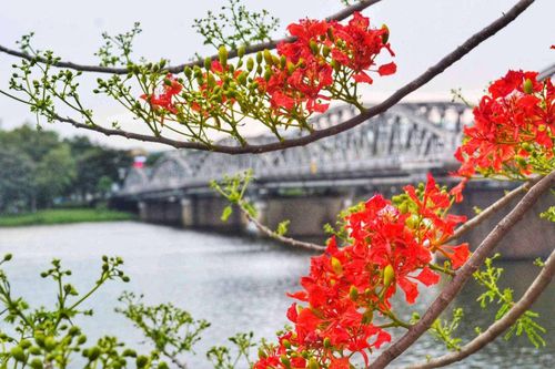 Mỗi mùa hoa đỏ về