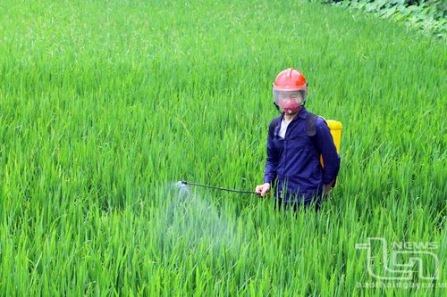 Tập trung phòng trừ sâu bệnh hại lúa xuân