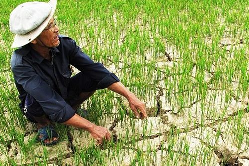 Nam Định: Tăng cường thực hiện các biện pháp phòng, chống nắng nóng, hạn hán, thiếu nước, xâm nhập mặn trên địa bàn