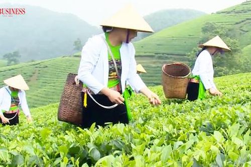 Nông dân Phú Thọ làm giàu với những cây trồng chủ lực, hướng tới 'công nghiệp không khói'