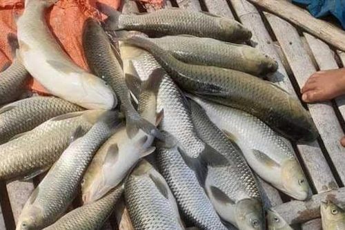 Công bố nguyên nhân cá chết bất thường trên sông Mã