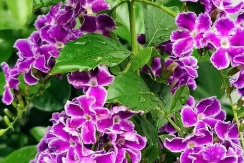 2 cây cảnh ra hoa rực rỡ này mùa hè càng nóng càng phát triển nhanh, ví như 'nữ hoàng mùa hạ'