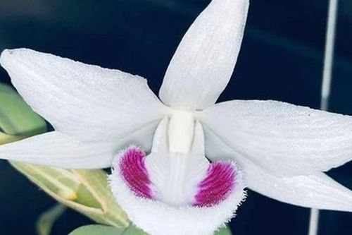 Kẻ 'ẩn mặt' sau mạng xã hội và cú lừa hoa lan đột biến