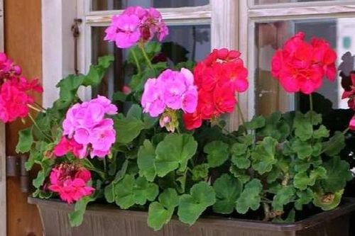 3 cây cảnh trồng ban công mang lại tài lộc cho gia chủ, lại giúp xua đuổi muỗi