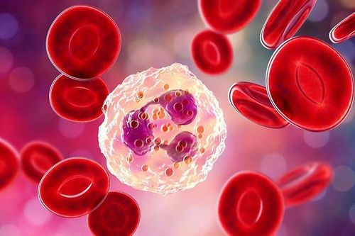 Giảm bạch cầu: Nguyên nhân, triệu chứng và cách điều trị