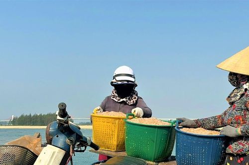 Quảng Ngãi: Ngư dân trúng đậm ruốc biển