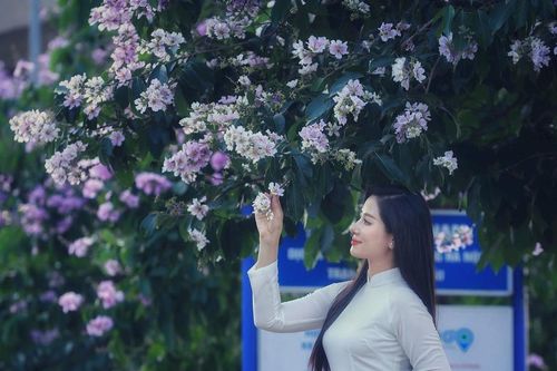 Hoa Bằng lăng nở rộ khắp phố phường Hà Nội
