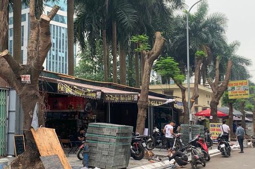 Quận Cầu Giấy nói gì về việc cây xanh bị cắt trụi cành