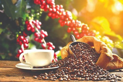 Giải pháp nhằm giảm đứt gãy chuỗi cung ứng cà phê