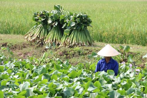 Người dân ở Thái Bình thoát nghèo nhờ bèo tây