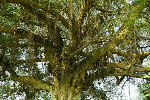 Chiêm ngưỡng gốc sanh hơn 500 năm tuổi ở Hà Tĩnh
